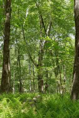 Quabbin rezervuarının yoğun ormanı