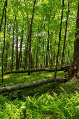 İlkbahar öğleden sonra Quabbin deposunun ormanında