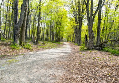  Quabbin rezervuarındaki patikada bir bahar günü massachusetts 'te, 