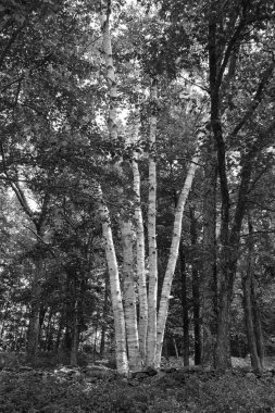 Quabbin rezervuarının ormanı Haziranda