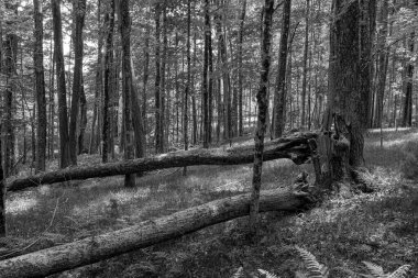 Quabbin ormanları bir bahar öğleden sonra