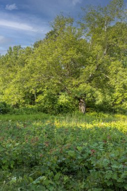  Bir yaz sabahı bir tarlada duran bir ağaç.