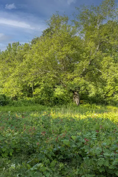  Bir yaz sabahı bir tarlada duran bir ağaç.