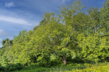 Bir yaz sabahı bir tarlada duran bir ağaç.