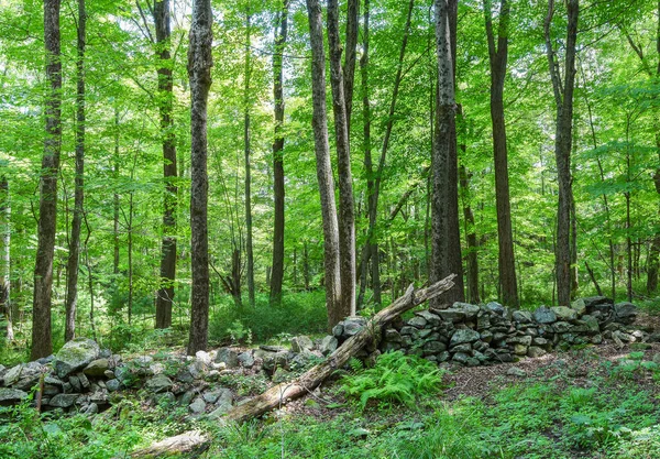  the forest of the quabbin reservoir in ware massachusetts