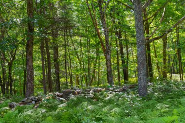 Quabbin rezervuarının ormanı Yazın Massachusetts 'te