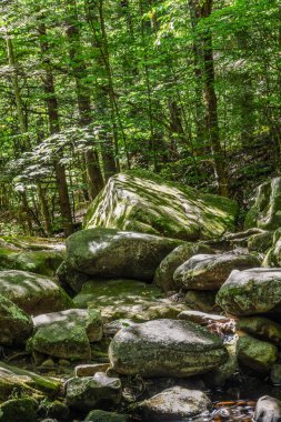 Willard Brook Eyalet Ormanı 'nın kayalık manzarası Ashby Massachusetts