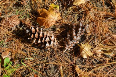  Sonbahar yaprakları ve yerde çam iğneleri olan iki kozalak.