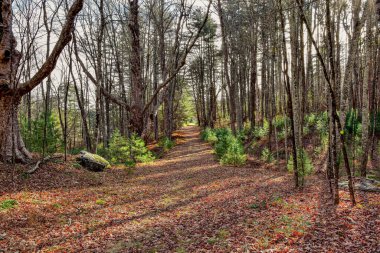 Öğleden sonra kışın Masachusetts Ormanı
