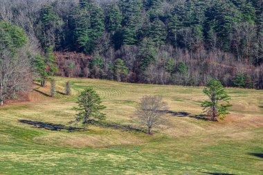 Quabbin rezervindeki bir tarlada üç ağaç, Massachusetts 'te.