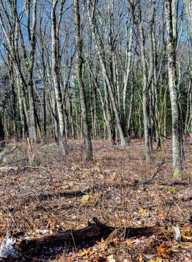 War5e Massachusetts 'teki Quabbin Rezervi' nde kış günü.