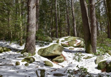 Taze kar, Ashby Massachusetts 'teki Willard Brook Eyalet Ormanı' nı kaplıyor.
