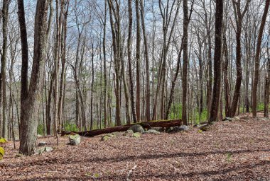 Quabbin rezervuarının vahşi doğası bir kış günü