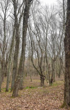  Quabbin rezervuarının vahşi doğası Bulutlu bir bahar gününde