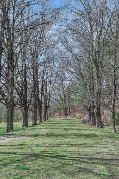 Batı Boylston Massachusetts 'teki Wachusett barajında sıra sıra ağaçlar.