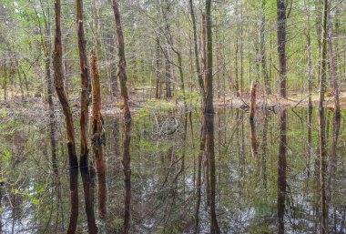 Yeni İngiltere 'nin bataklık vahşi doğası ilkbahar gününün erken saatlerinde