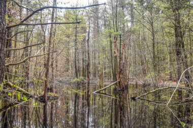   Orta Massachusetts 'in vahşi doğasında bataklık.