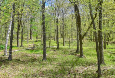  New England Ormanı 'nın ilk bahar günlerinde