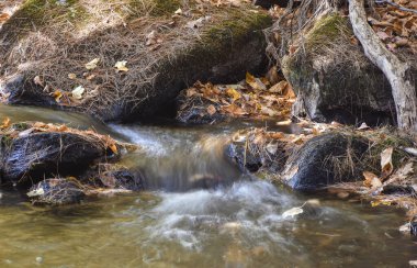 Pearl Hill Deresi, Pearl Hill Eyalet Parkı 'nın sonbahar manzarası boyunca çağlayarak ilerliyor.,.
