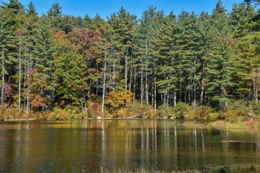  Pearl Hill Eyalet Parkı 'ndaki Pearl Hill deresi göletindeki ormanın yansımaları.,