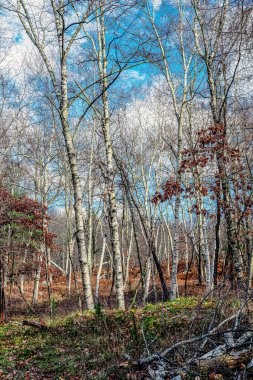 birch trre in the wood of the quabbin reservoir  located in massachuetts clipart