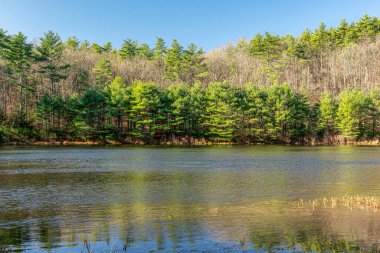  Kasım öğleden sonra Pearl Hill Brook Gölü 'nde. Pearl Hill Eyalet Parkı. Massachusetts' te yer alıyor.