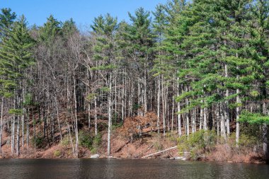 Pearl Hill göletinin kıyısındaki orman. Pearl Hill Eyalet Ormanı, Massachusetts.