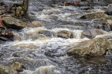  Tuzağa düşen sular Willard Brook Eyalet Ormanı 'ndaki tatlı yağmurlardan sonra dereye düşer.