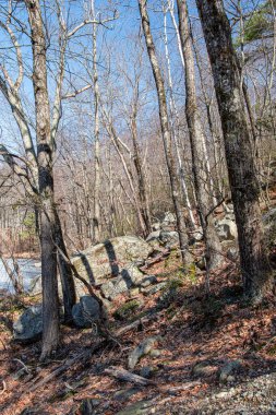 Leominster Eyalet Ormanı 'nın kayalık tepe tarafında Princeton Massachusetts' te konuşlanmış.