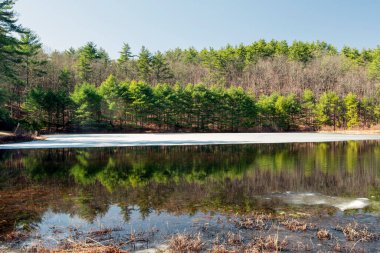 Pearl Hill deresinin kıyısındaki buz tabakası. Massachusetts 'teki Pearl Hill Eyalet Parkı' nda.