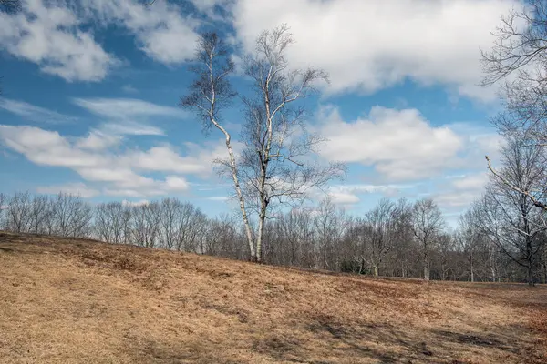 Yalnız huş ağacı, Quabbin deposunda bir tepenin üzerinde duruyor..