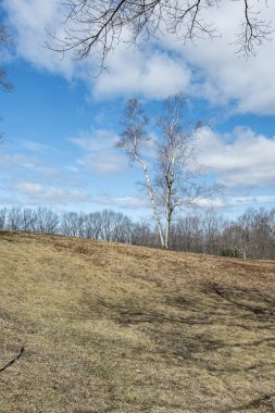 Massachusetts 'teki Quabbin Rezervi' nde bir tepede tek başına duran bir huş ağacı.