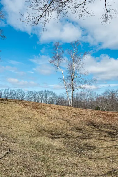 Massachusetts 'teki Quabbin Rezervi' nde bir tepede tek başına duran bir huş ağacı.