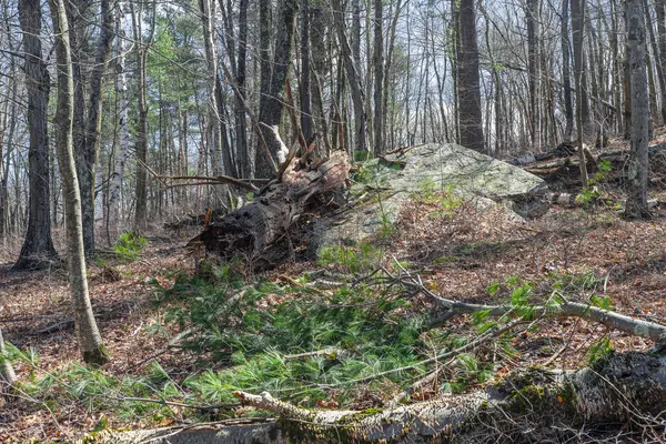 Quabbin rezervuarının engebeli ormanı Massachusetts Malzemeleri 'nde yer almaktadır.