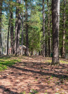 Willard Brook Eyalet Ormanı 'nda bahar mevsimi Ashby Massachusetts' te yer almaktadır.