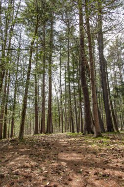  Willard Brook Eyalet Ormanı 'nda bahar yürüyüşü Ashby Massachusetts' te yer almaktadır.