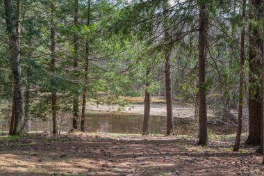Damon Pond Willard Brook Eyalet Ormanı 'ndan.