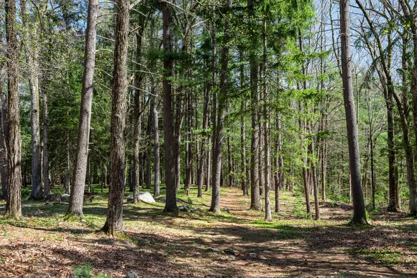 Baharın başlarında Willaerd Brook Eyalet Ormanı 'nda Ashby Massachusett' te yer alıyor.