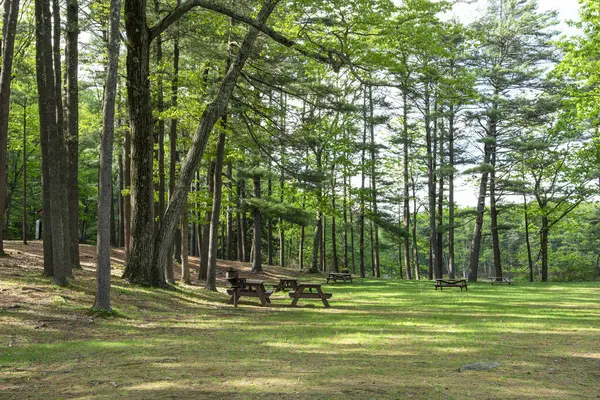 Princton Massachusetts 'teki Leominster Eyalet Ormanı' nın piknik alanında güneşli bir gün olabilir.