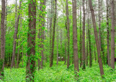 Massachusetts 'teki Pearl Hill Eyalet Parkı' nda küçük bir bina.