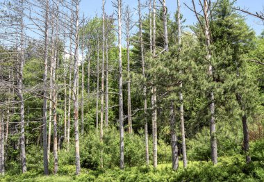 Quabbin rezervuarının ormanındaki ölü ağaçlar, Massachusetts 'te bulunur.