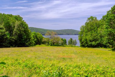  Hank Meadow 'un öğleden sonraki yaz manzarası