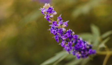 Saf bir ağaç çiçek açar.