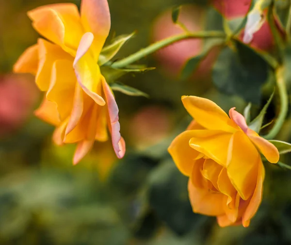 Zwei Goldene Rosenblüten — Stockfoto