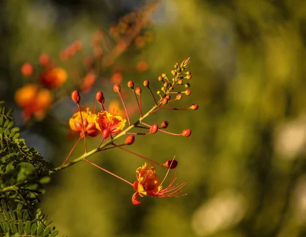 Tavuskuşu Çiçeği Yan Görüş Kapat — Stok fotoğraf