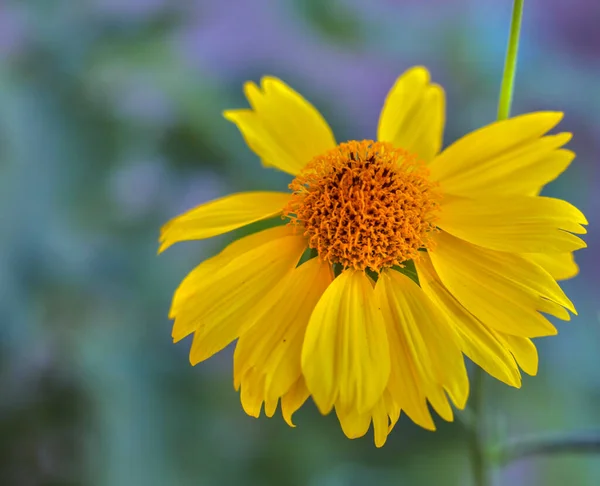 Stock image Golden Crownbeard . Close up . Oblique view