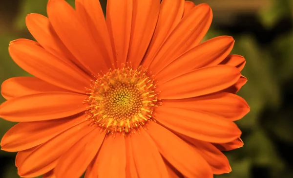 Mrkvový Pomeranč Barberton Daisy Čelní Pohled Zavřít — Stock fotografie