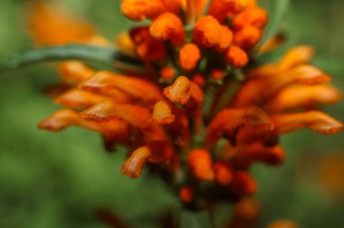 Aslan Kuyruğu. Ön manzara. Kapat.