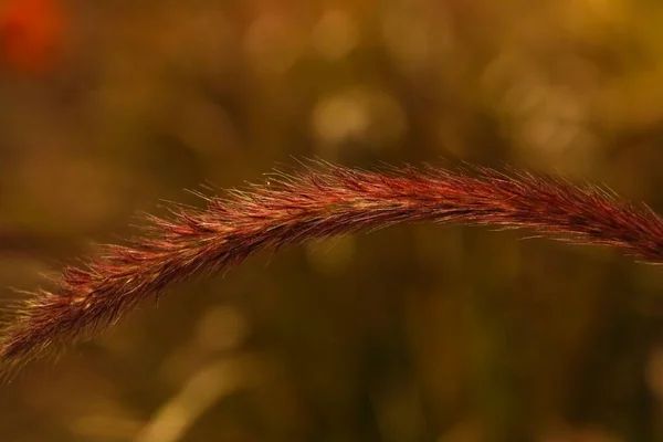 Rose Fountain Grass Single Arching Bloom Close — Stock Photo, Image