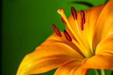 Mandalina portakalı. Stamens odaklı Macro